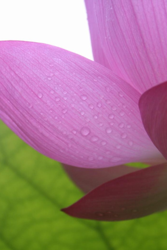 Фиолетовый в тени