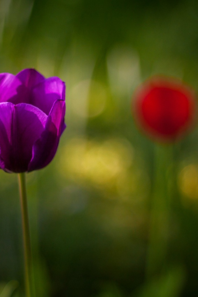 Фиолетовый тюльпан