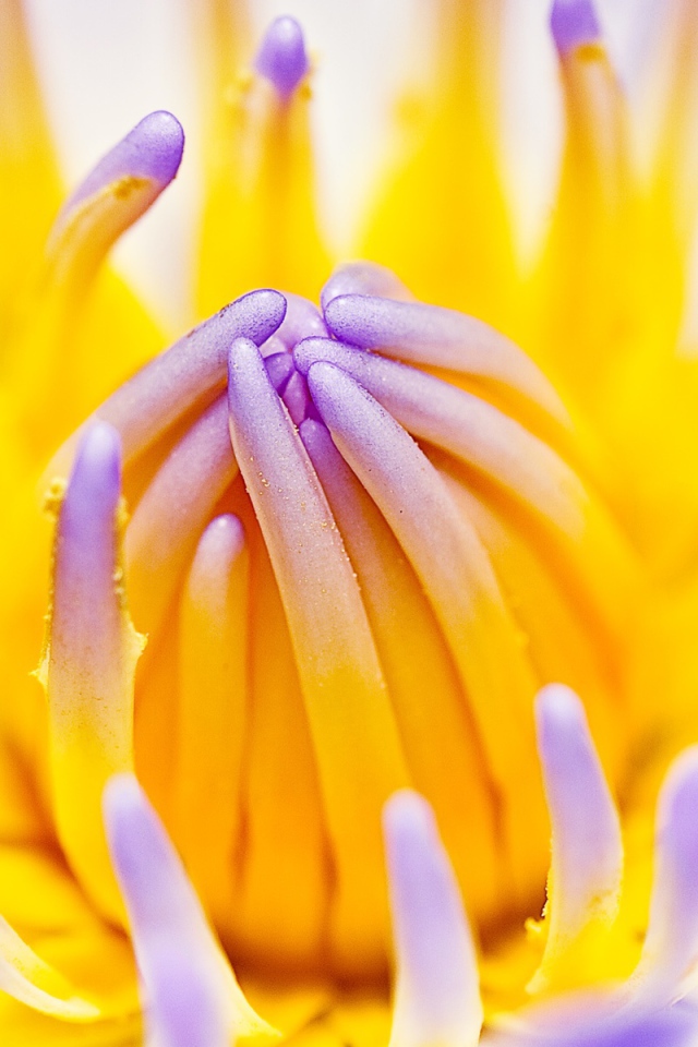 Фиолетовая водная лилия