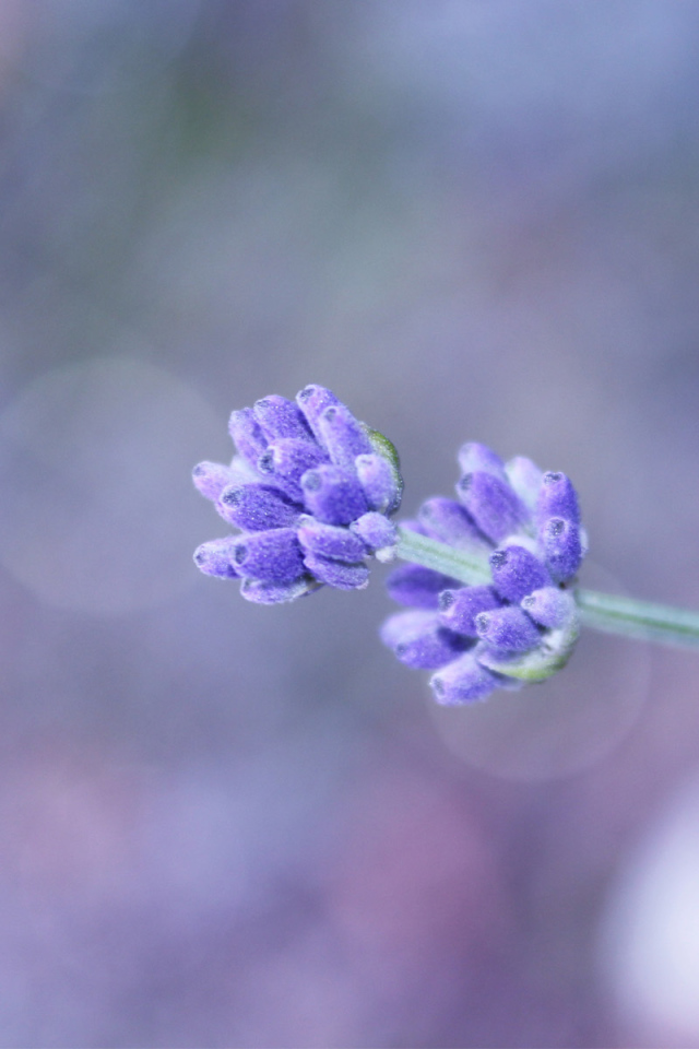 Сиреневый полевой цветок