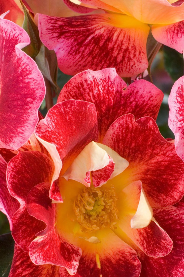 Красные и розовые цветы