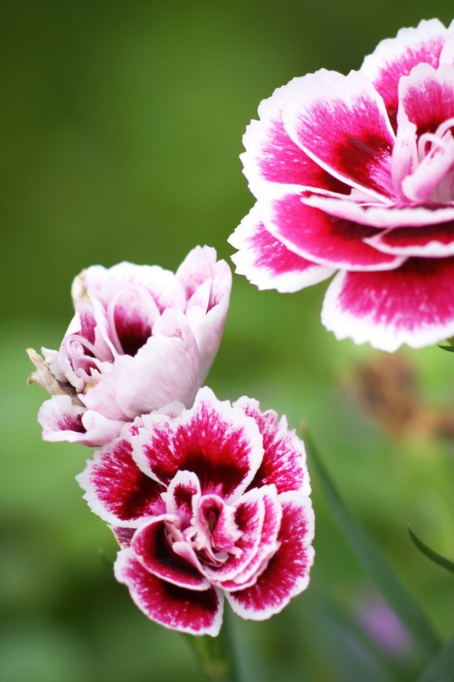 Красно белые цветы