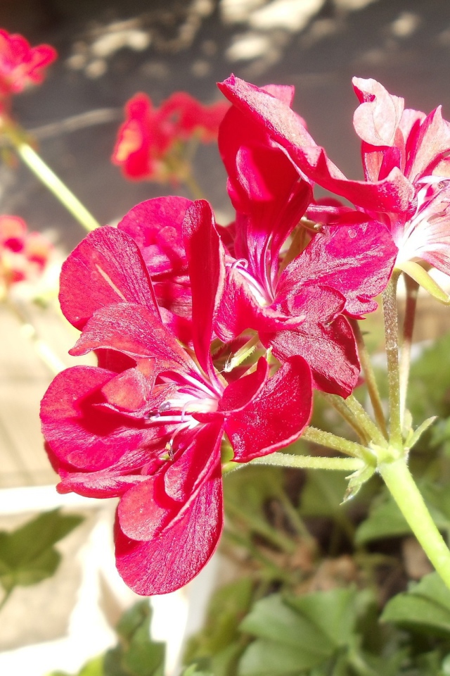 Красные блестящие цветы