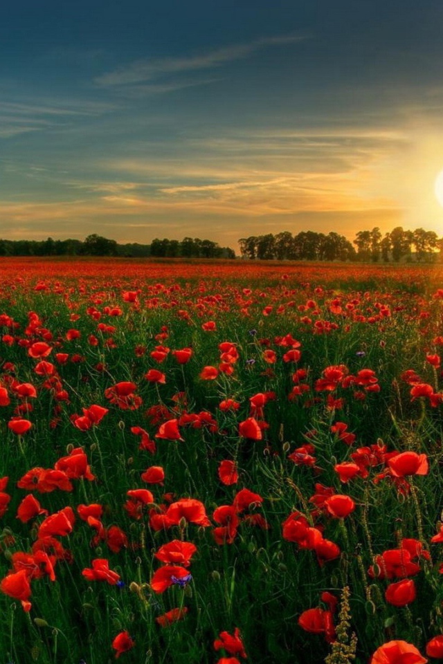 Сад красных цветов