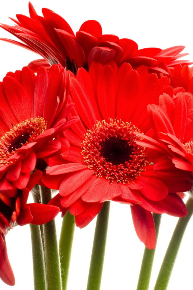 Красные цветы