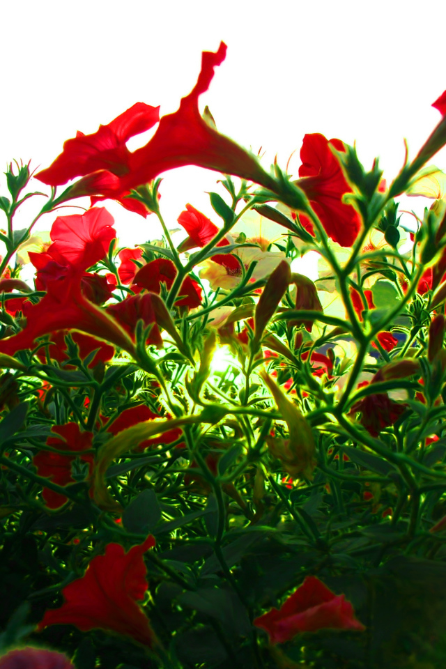 Красные цветы на зеленой траве