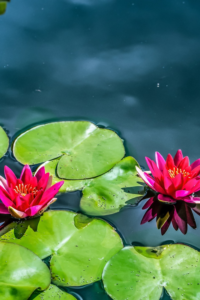 Красные лилии на воде