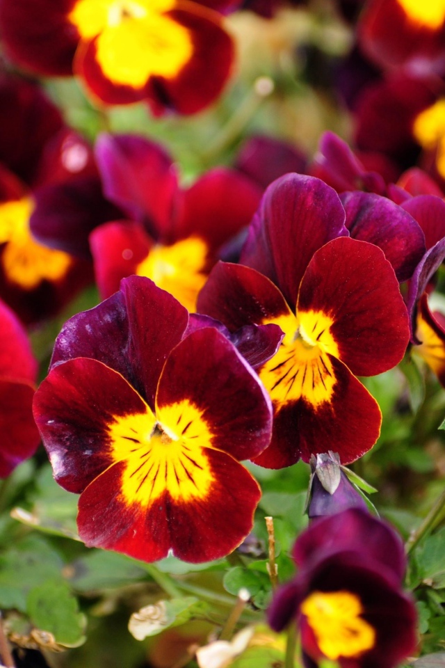 Красные анютины глазки расцвели на поляне