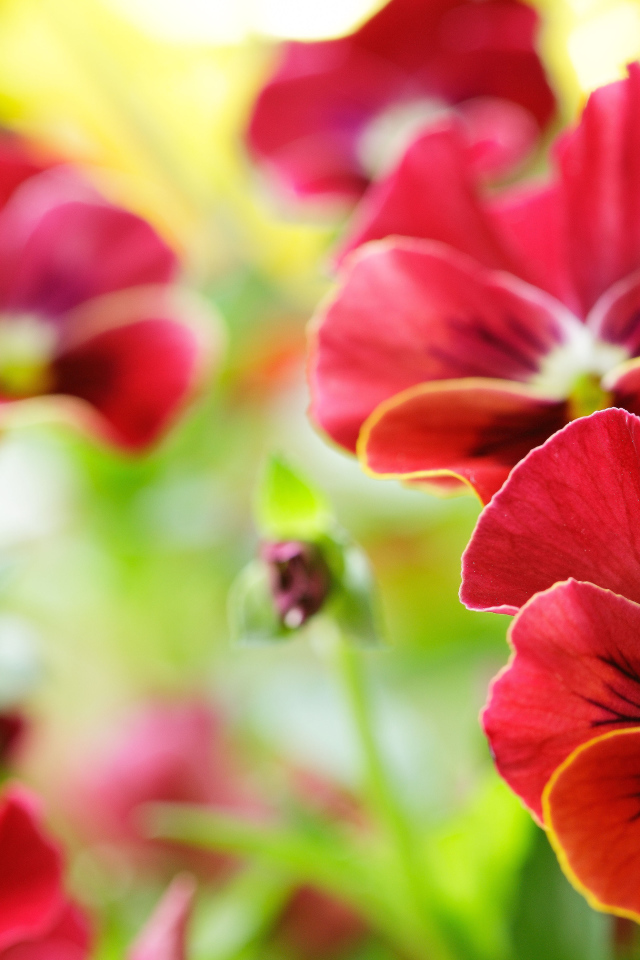 Красные анютины глазки расцвели в саду