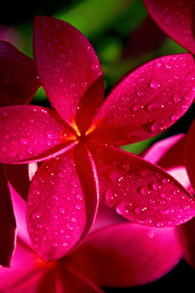 Цветы красной плюмерии