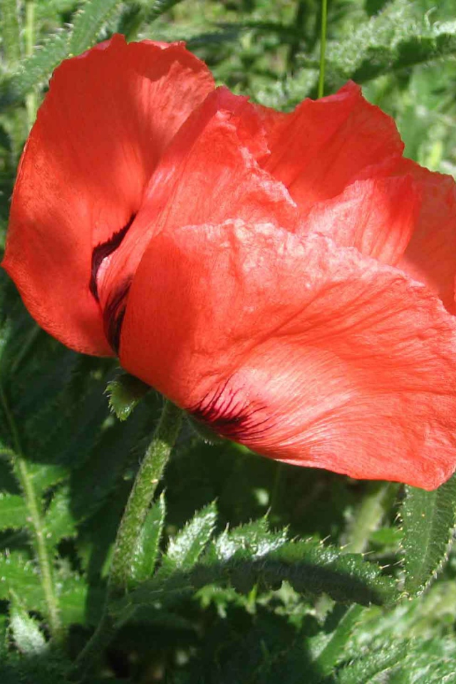 Красный мак расцвел в саду