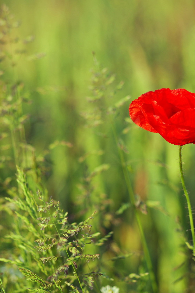 Красный цветок мака на поле