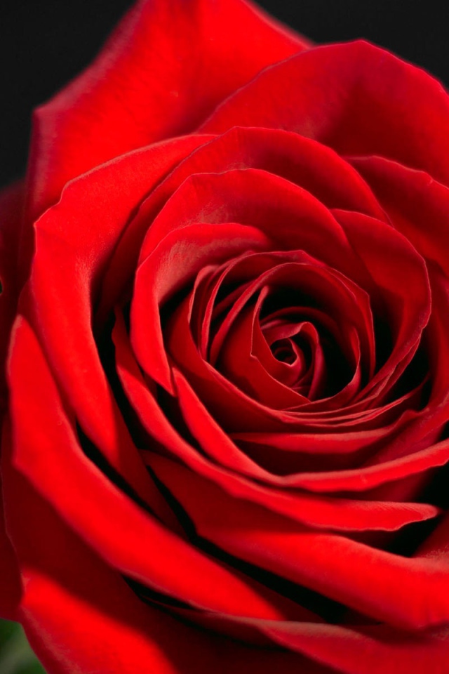 Красная роза