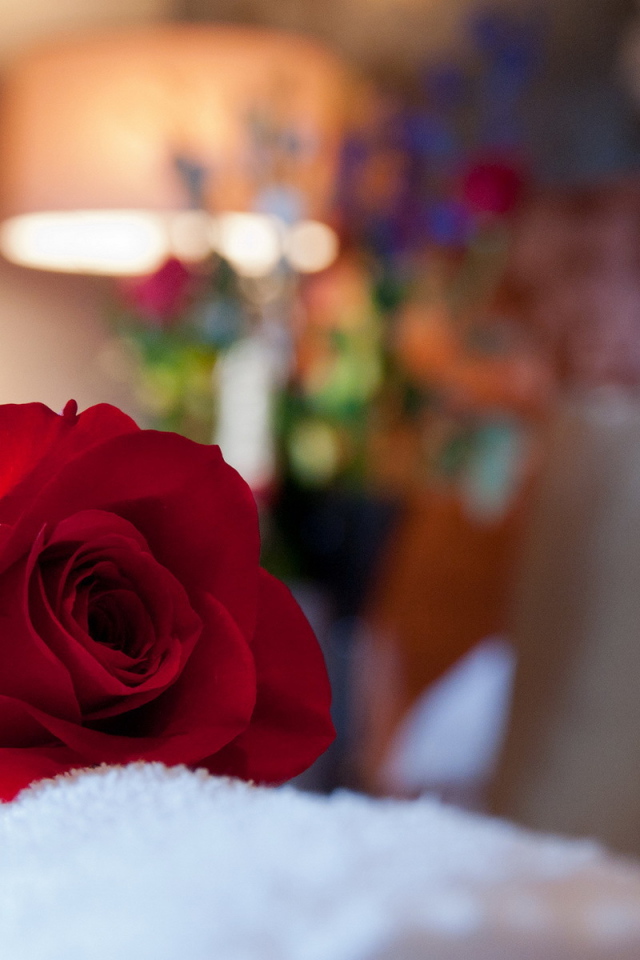 Красная роза в комнате