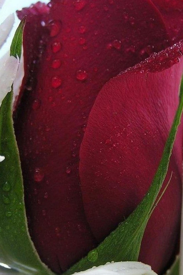 Красная роза в белых листьях