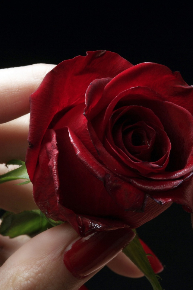 Красная роза у красных губ