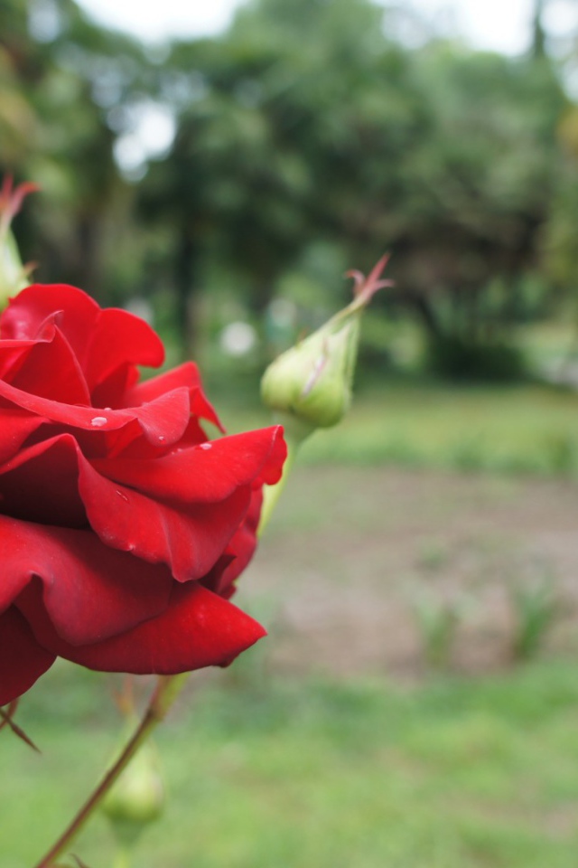 Красная роза на фоне деревьев