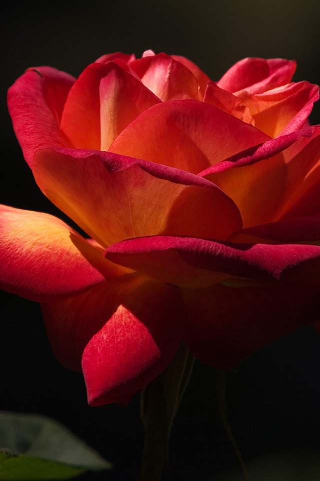 Красная роза на черном фоне