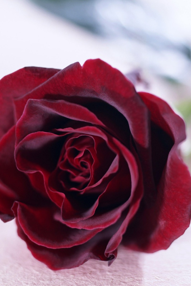 Красная роза на белом фоне