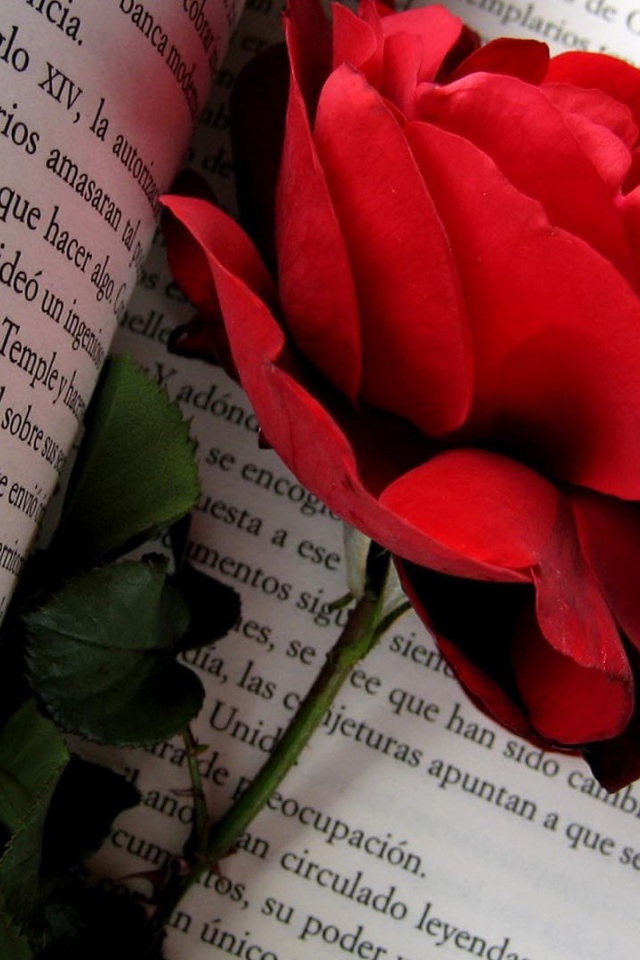 Красная роза на страницах книги
