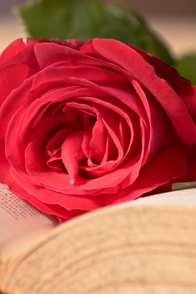 Красная роза на развороте книги