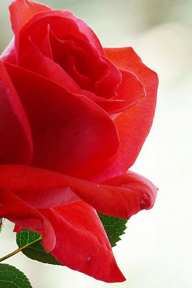 Лепестки красной розы