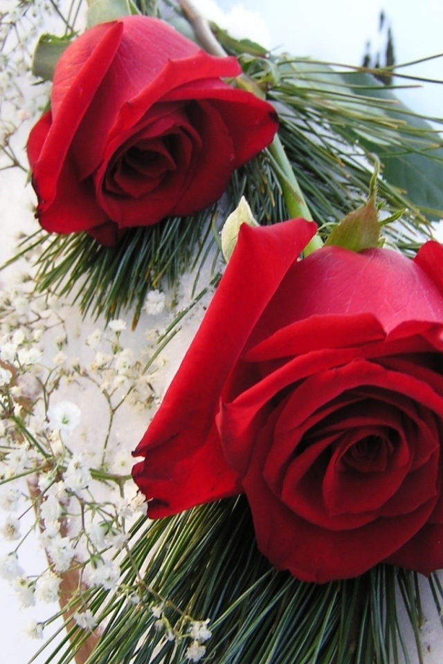 Красные розы