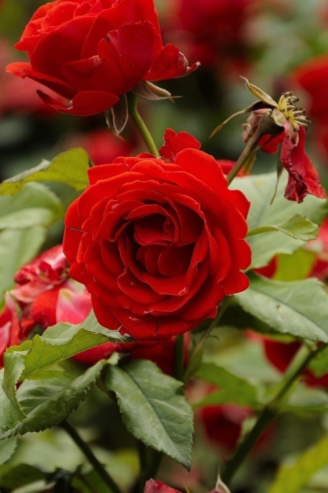 Красные розы цветут в саду