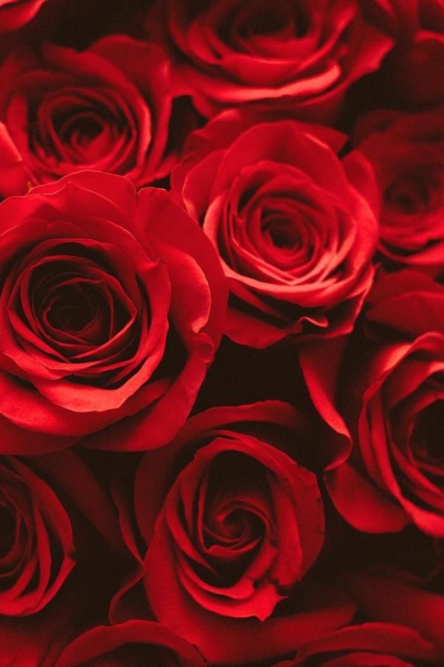 Красные розы на розовом фоне