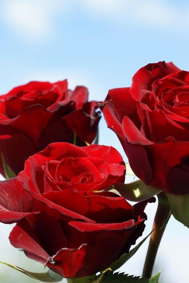 Красные розы на фоне неба