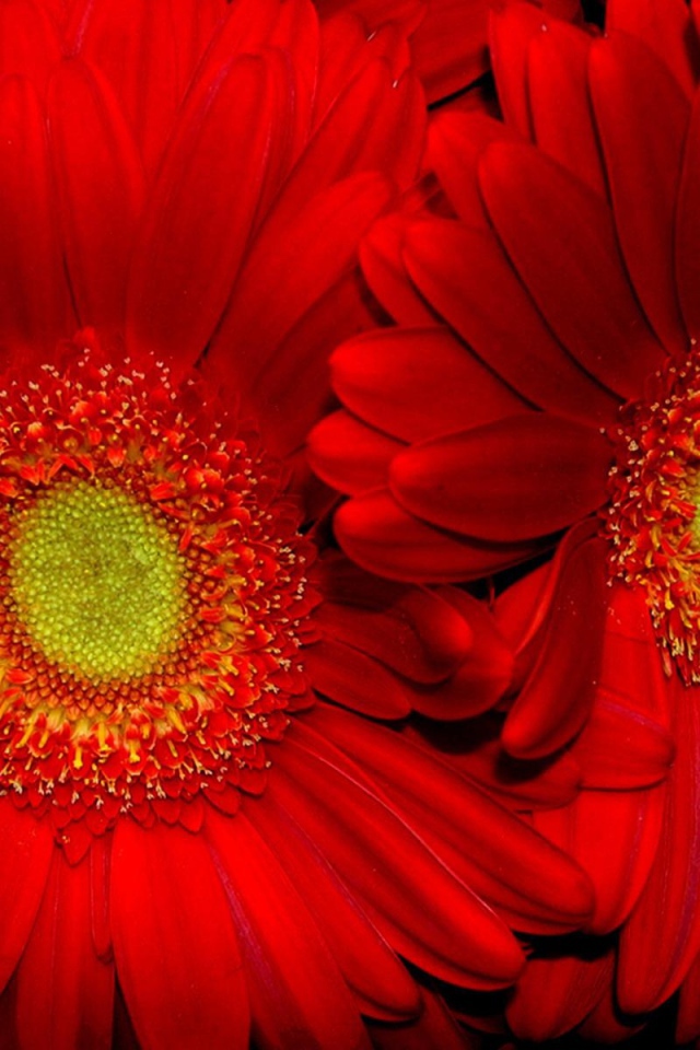 Красные подсолнухи