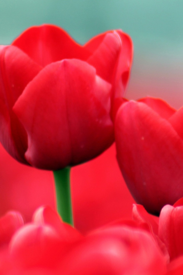 Красные тюльпаны