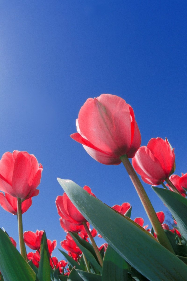 Красные тюльпаны из Огайо