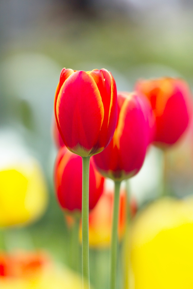 Красные с желтым тюльпаны