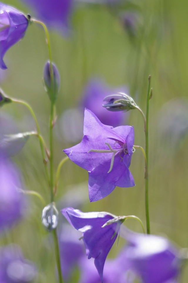 Отражение цветов колокольчиков