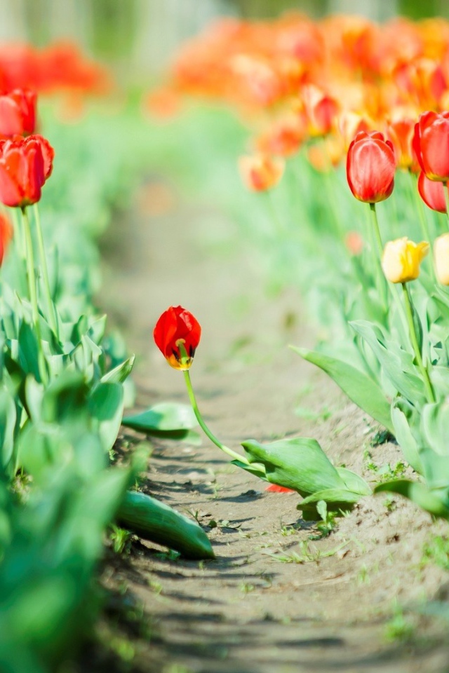 Дорога среди мака