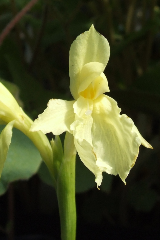 Красивый цветок роскоя в парке