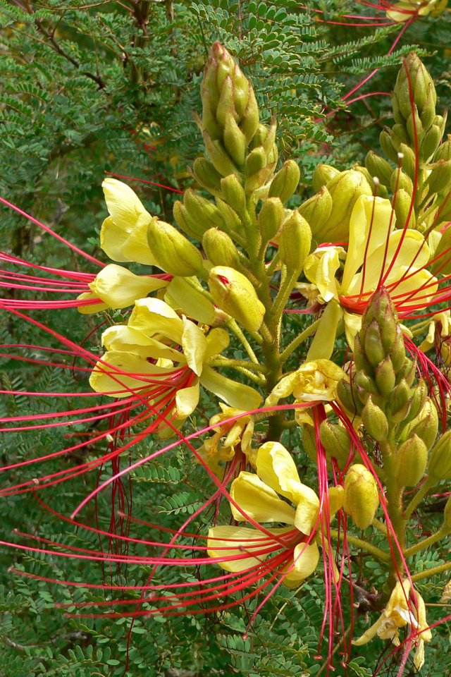 Красивая роскоя в саду