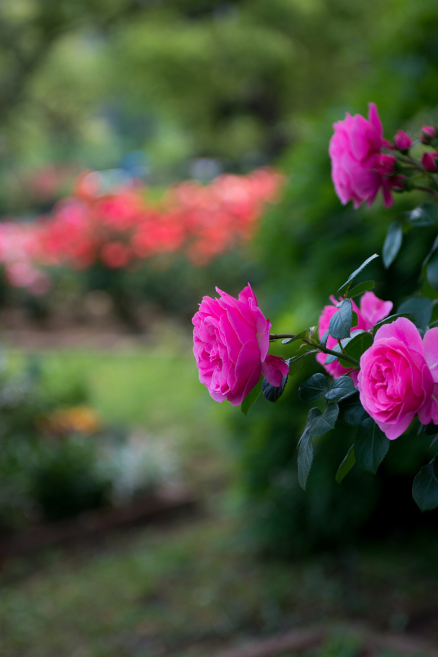 Розовый куст