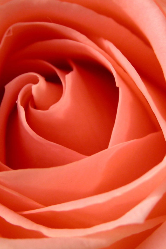 Большая роза