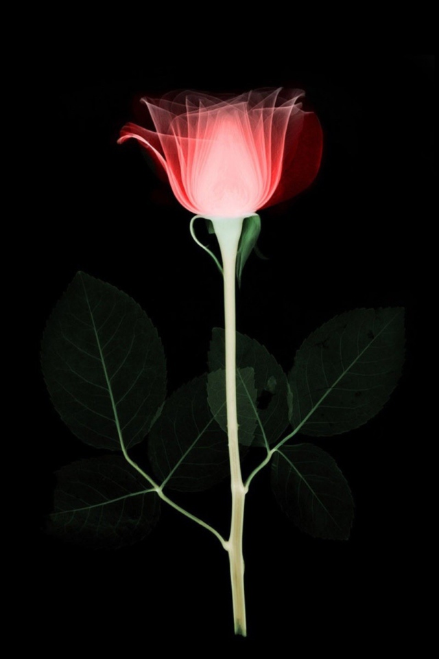 Роза на черном фоне