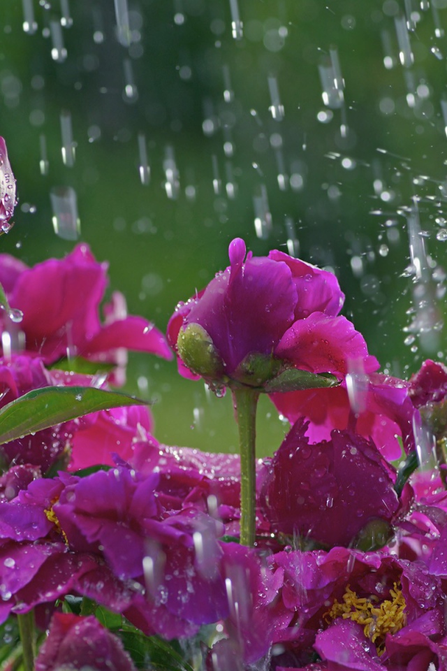 Розы под дождем