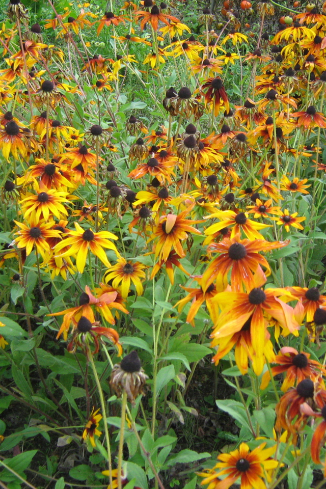 Выращивание цветов рудбекия в саду