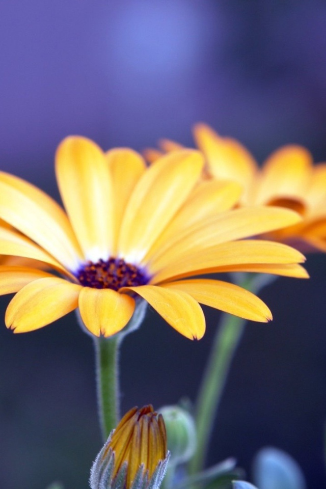 Цветы рудбеки