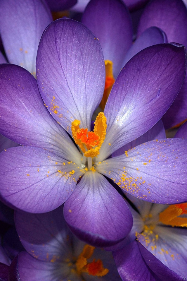 Цветок шафран расцвел в саду