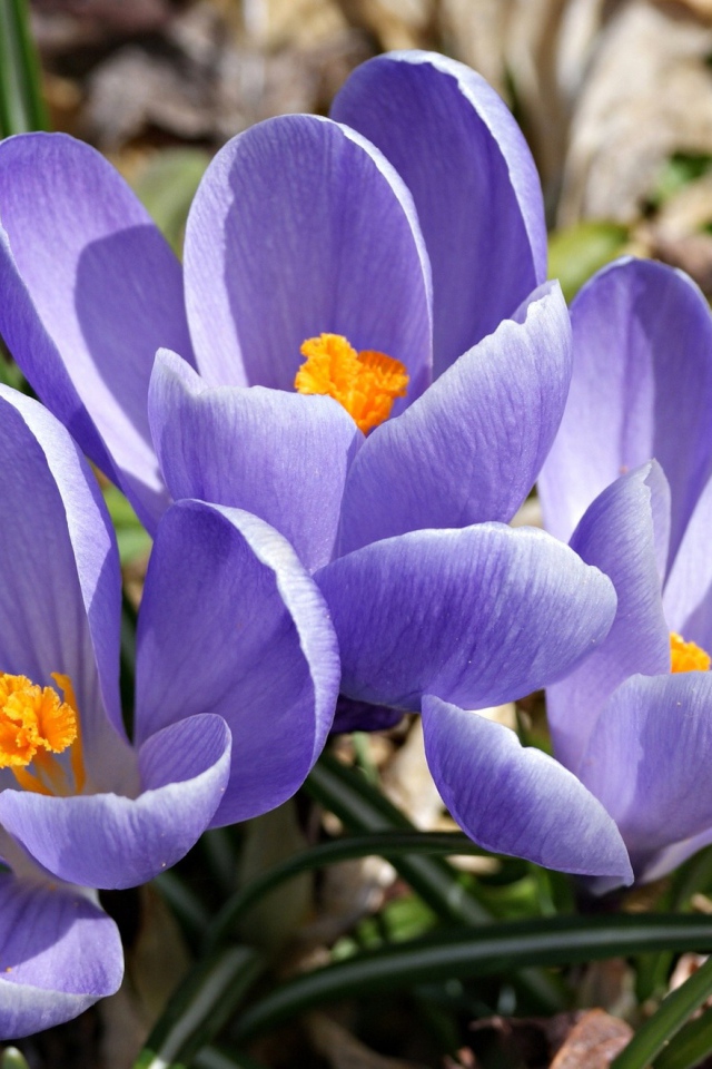 Цветы шафран в саду