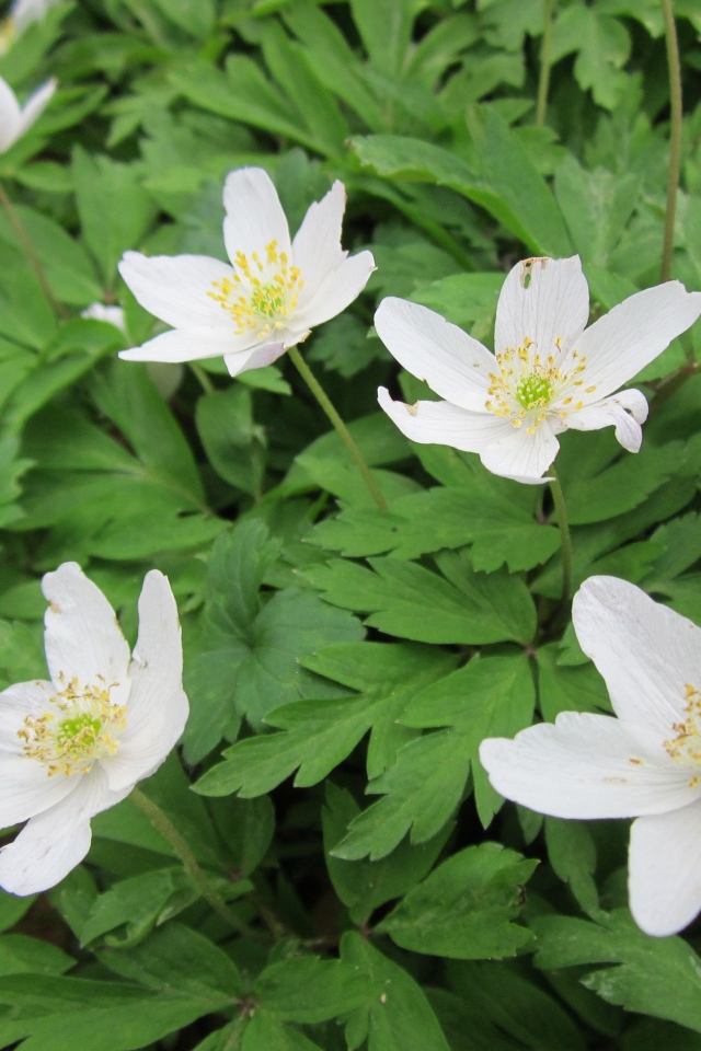 Красивое растение резуха на поляне