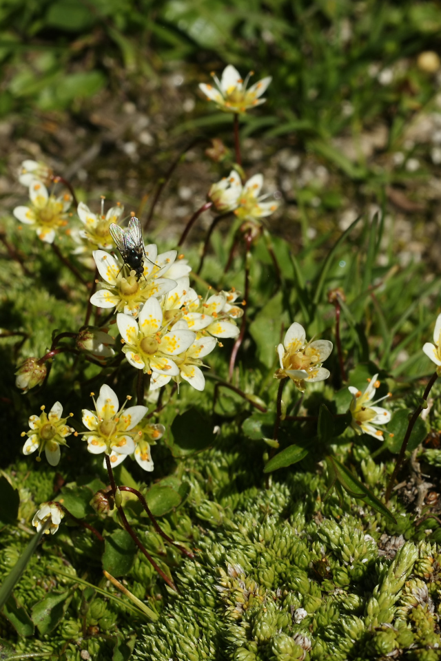 Цветы резуха в лесу