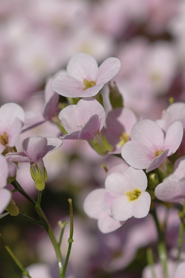 Цветы резуха на поляне