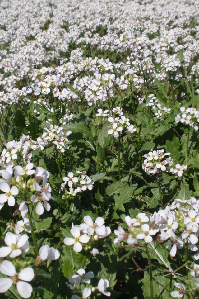 Резуха на поляне